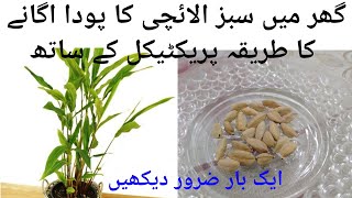 How to grow Cardamom سبز الائچی  from SeedElachi ke kasht Agriculture Guru [upl. by Eilla]