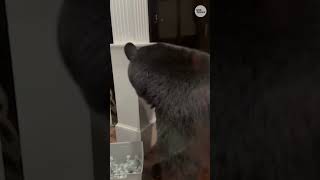 Can you believe this Black bear raids porch for Halloween treats Shorts [upl. by Ithaman]