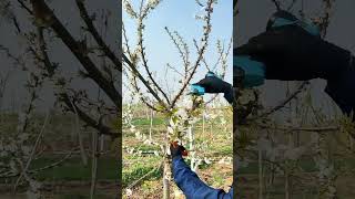 Pruning Cherry Tree Wisdom Tips Tools Machines Easy Easyway Easywork [upl. by Selway602]