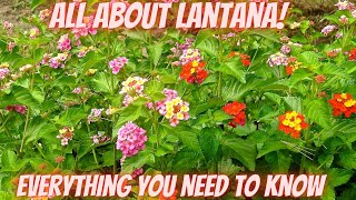 All About Lantana  A Comprehensive Review [upl. by Mavilia]