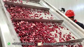 How Are Pomegranate Seeds Removed in A Factory [upl. by Eevets806]