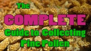 How To Harvest Pine Pollen [upl. by Minnnie]