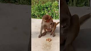 😍😍😍😍😋😋monkey cute video viralvideos viralshots [upl. by Siulesoj369]