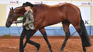 2019 AQHA Amateur Performance Halter Stallions [upl. by Iru312]