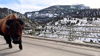 Tense Bison Encounter At Yellowstone National Park 2024 [upl. by Erapsag]