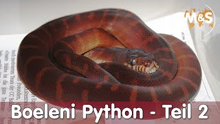 Schwarze Pythons vermehren sich in der Schweiz  Boeleni Python Teil 2 [upl. by Naitsabes675]