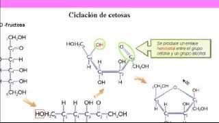 Bioquímica Carbohidratos [upl. by Corwin922]