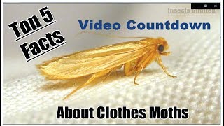 The Top 5 Facts About Clothes Moths [upl. by Ardnalak]