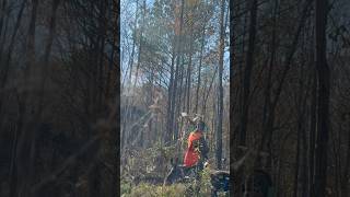 Hunting pheasants in the timber with a wirehaired pointing griffon pheasanthunting [upl. by Stead54]