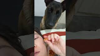 Homemade bean snacks dog quick ham scarf talent [upl. by Libove]