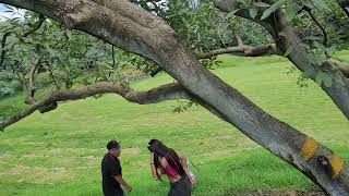 AGUACATES URUAPAN MICHOACAN [upl. by Piers]