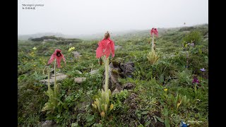 Meconopsis punicea 红花绿绒蒿 [upl. by Miltie]