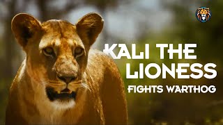 Kali the Lioness Fights Warthog  Surival war [upl. by Muns]