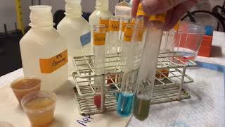 Bio 6 Garage Lab Benedicts Test for Reducing Sugars [upl. by Gone165]