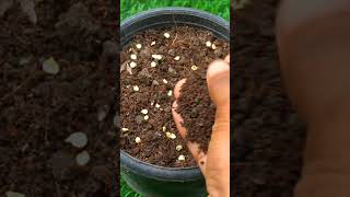 How to grow Chillies from seeds easily at home [upl. by Zoes]