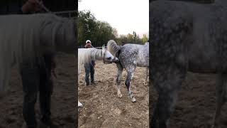 Best Wild Horses Mare Compilation of some Wild Horse Fights Video 145 [upl. by O'Dell964]