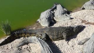 Crocodylus niloticus Laurenti 1768 v Crocoparc Agadir Morocco [upl. by Albert]