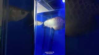 New family member Malaysian 24K crossback Arowana 💛💛💛 [upl. by Suoirtemed]