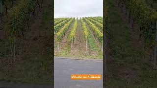 Viñedos en Alemania [upl. by Kinom]