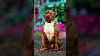 Pitbull vs Boxer Rottweiler Tibetan mastiff Kangal Bite force comparison ytshorts dogs shorts [upl. by Metzger]