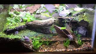 10 gallon paludarium  landwater habitat  part 1 [upl. by Cobby]