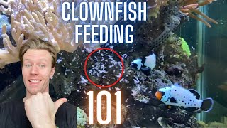 The Ultimate Guide to Clownfish Feeding  Everything You Need to Know [upl. by Edithe481]