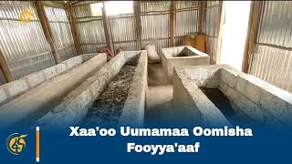 Xaaoo Uumamaa Oomisha Fooyyaaaf [upl. by Song]