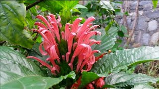 Fully Grown Justicia Carnea Flowering Plant  Jacobinia Carnea Flowers  Gardening [upl. by Htidirrem184]