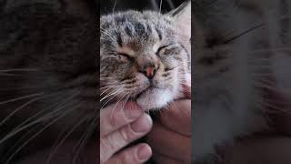 Man petting striped cat outdoors [upl. by Hatti]