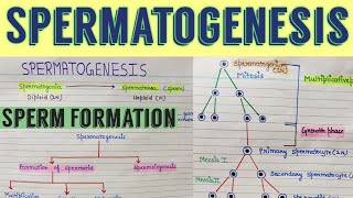 Spermatogenesis  spermatogenesis class 12  Gametogenesis  human reproduction [upl. by Willard364]