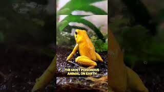 Which is the most poisonous frog in the world facts interestingfacts shorts [upl. by Rives]