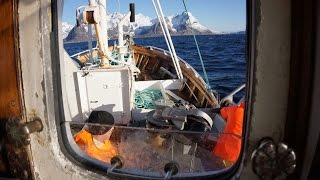 Breisund  Lofoten torskefiske utenfor Hamnøy [upl. by Ilil881]