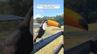 This toucans healing journey will move you to tears shorts [upl. by Nadnal]