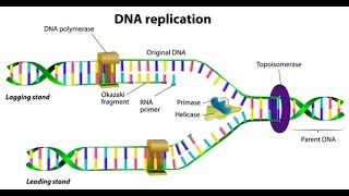 Events of DNA Replication  Initiation Unwinding Leading strand lagging strand Elongation [upl. by Bathsheeb]