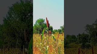 🚜 farming 🧺 🌿 🌾 life farming kisan 🍂 youtubeshorts viralvideo [upl. by Terra]