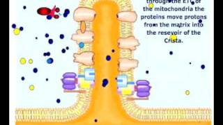 Electron Transport in Mitochondria [upl. by Naimad237]