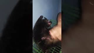 The Bearcat Binturong Playing [upl. by Nysilla]