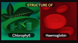 Chlorophyll and Haemoglobins Structure PLAY Chemistry [upl. by Merola]