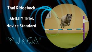 Thai Ridgeback Dog Agility Training [upl. by Assyli434]