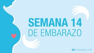 Semana 14 de embarazo  14 semanas de embarazo  El embarazo semana a semana [upl. by Ahsemot]