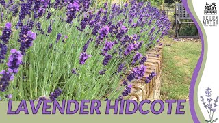 LAVENDER HIDCOTE Information Description amp More Lavandula angustifolia [upl. by Hiltan288]