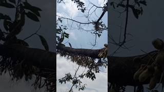 durian terkena penggerek malh berbunga youtubeshorts durian hutan [upl. by Kenyon]