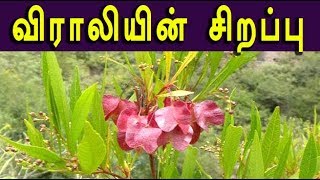 dodonaea viscosa விராலியின் மருத்துவம் viraali medicine [upl. by Wells]