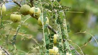 Indian gooseberry Phyllanthus emblica or Aonla or Amla Tree [upl. by Zita588]