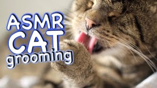 ASMR Cat  Grooming 35 [upl. by Ij520]