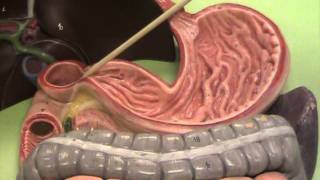 Anatomy and Physiology Take a Tour of the Digestive System [upl. by Richella]