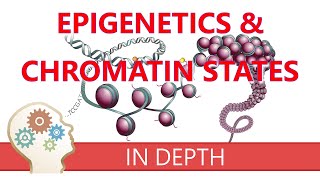 EPIGENETICS amp CHROMATIN STATES  An introduction to histone modifications amp gene transcription roles [upl. by Aterg]