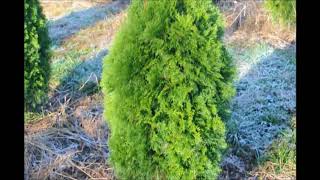 4 to 5 Ft Emerald Green Arborvitae [upl. by Alemrac13]