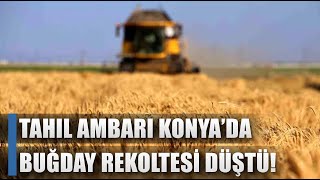 Tahıl Ambarı Konyada Buğday Rekoltesi Düştü  AGRO TV HABER [upl. by Aihtyc]