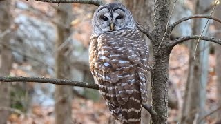 Barred Owl Strix varia Hooting in The Woods [upl. by Hibbs874]